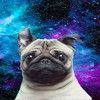 egil_gavin